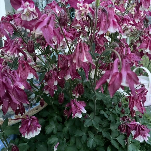 Meet your Posher, Shannon - Picture 1 of 1